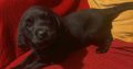 5 beautiful Labrador pedigree retriever pups (IKC)