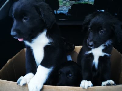 Gollie Puppies for Sale in Kildare – Clever Companions