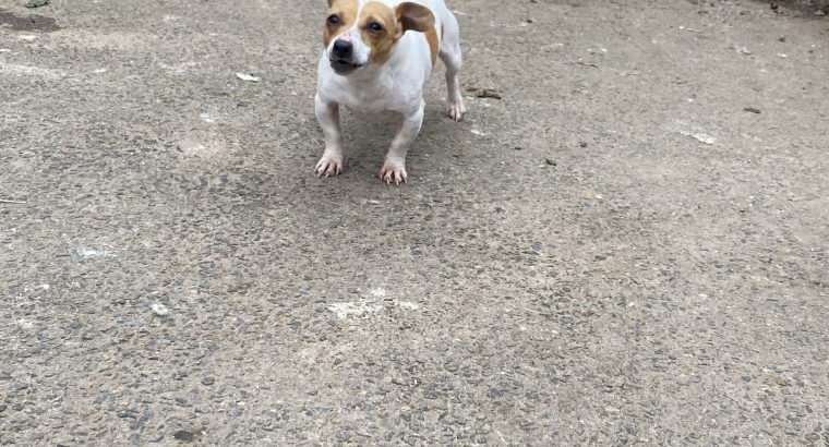 Miniature Jack russel