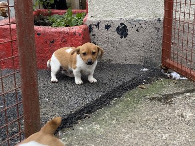 Miniature Jack Russell Puppies in Waterford