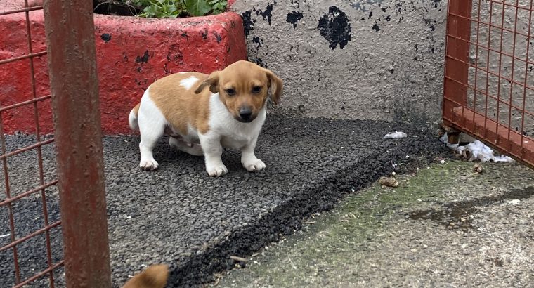 Miniature Jack russel