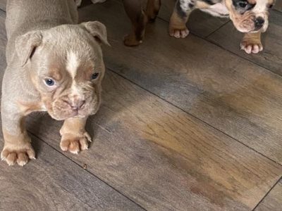 Old English Bulldog Puppies in Carlow – IKC Registered