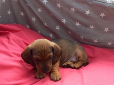Dachshund Puppy for Sale in Roscommon – Playful!