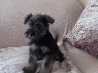 Miniature Schnauzer Puppies in Longford