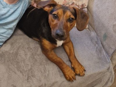 Playful Beagle Cross in Dungarvan