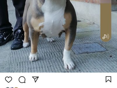 American Bully Puppies in Dublin – Rare Colors