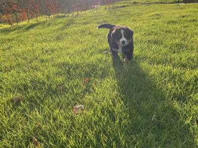Bernese Mountain Puppies in Waterford – IKC Registered