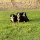 Bernese Mountain puppies