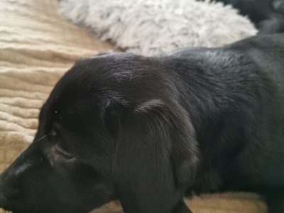 Lab Puppies for Sale in Meath – Friendly & Playful