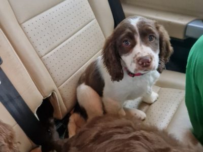 Springerpoodle Puppies for Sale in Kilmacthomas
