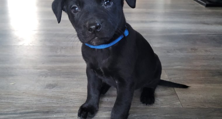 Beautiful Black Labrador Pups