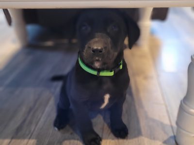 Black Labrador Puppies for Sale in New Ross