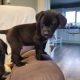 Beautiful Black Labrador Pups
