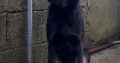 Rottweiler × German Shepherd Pup for sale