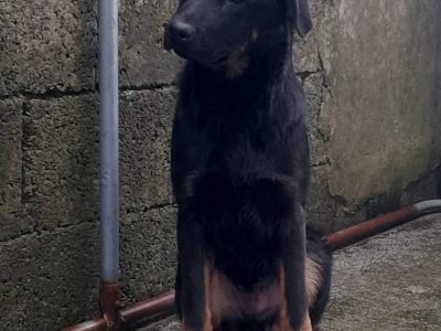 Rottweiler × German Shepherd in Waterford