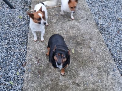 jack russells in offaly/laois – urgent rehome