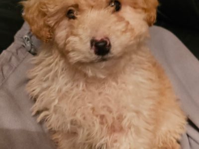 Poochon Puppies for Sale in Sligo – Apricot Joy
