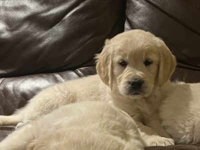 Golden Retriever Puppies for Sale in Clonmel