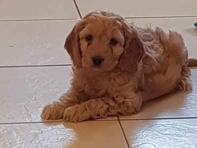 Miniature Cockapoo in Athenry – Friendly Puppy