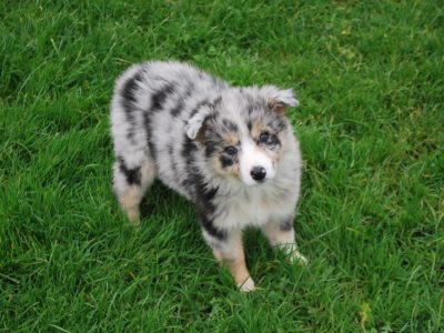 Blue Merle Border Collie Puppies in Dunboyne