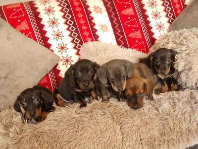 Miniature Dachshund Puppies in Dublin