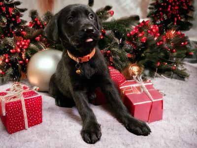 Labrador Puppies for Sale in R45H282 – Playful!