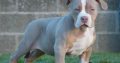 XL BULLY FOR SALE