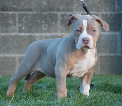 XL BULLY FOR SALE