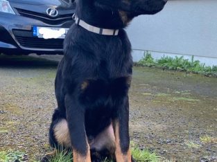 Rottweiler × German Shepherd Pup for sale
