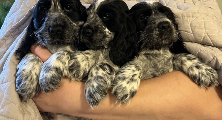 Beautiful Cocker spaniel puppies