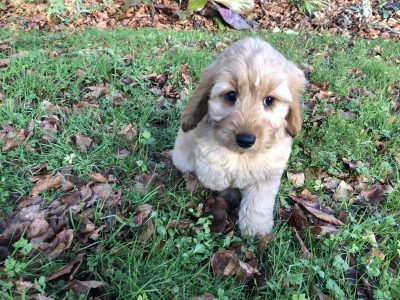 Cockapoo Puppies in Newbawn – Playful Friends