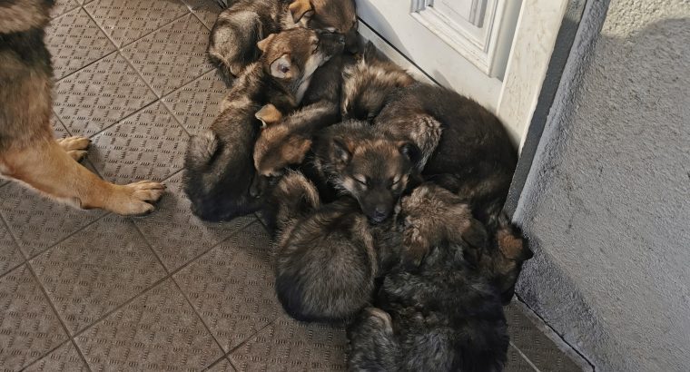 Alaskan shepherd puppies