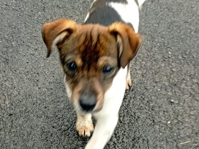 Tri-Colored Terrier for Sale in Clonmel