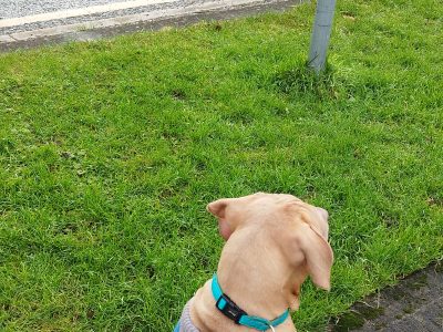 American Bully Puppies for Sale in Dunboyne