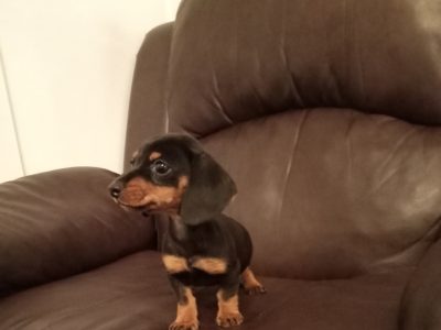 Playful Miniature Dachshund in Dublin