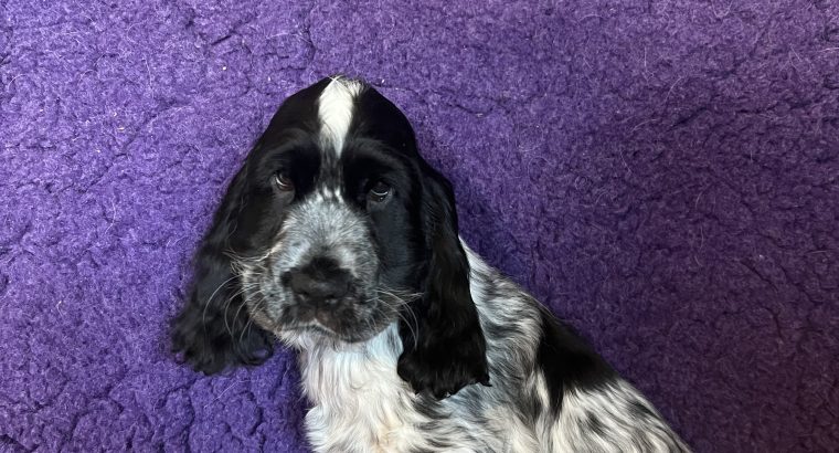 Beautiful Cocker spaniel puppies