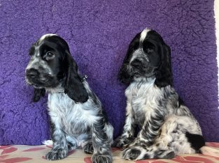 Beautiful Cocker spaniel puppies