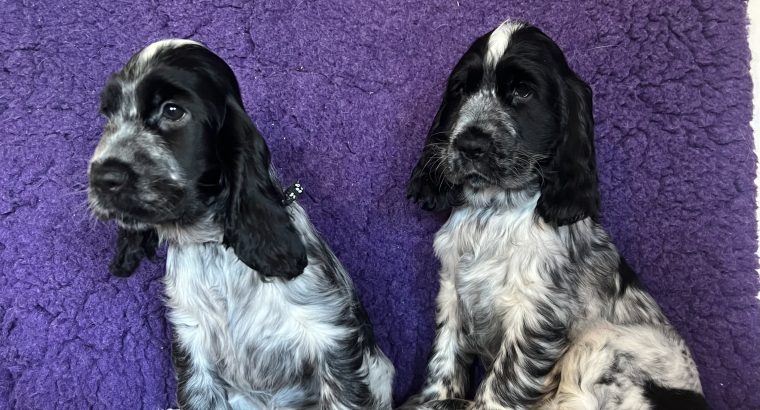 Beautiful Cocker spaniel puppies