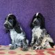 Beautiful Cocker spaniel puppies