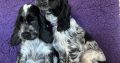 Beautiful Cocker spaniel puppies