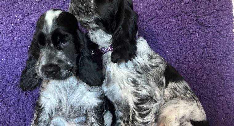 Beautiful Cocker spaniel puppies