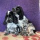 Beautiful Cocker spaniel puppies