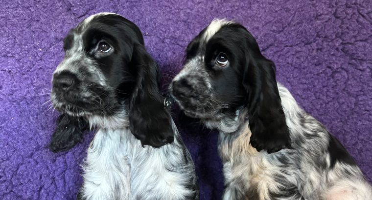 Beautiful Cocker spaniel puppies