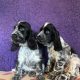 Beautiful Cocker spaniel puppies