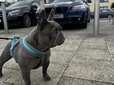 Blue French Bulldog Puppies in Bathe Abbey