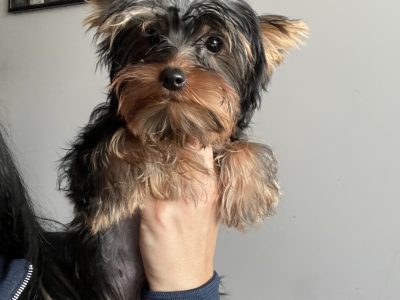 Yorkshire Terrier Puppies in Navan
