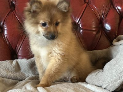 Playful Brown Pomeranian in Kerry