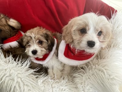 Cavachon Puppies for Sale in Galway – Family Raised