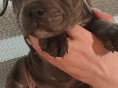 Staffordshire Bull Pups for Sale in Nenagh
