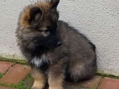 Alaskan Shepherd Puppies for Sale in Kildare